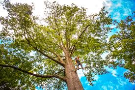 Marion Center, MA  Tree Services Company