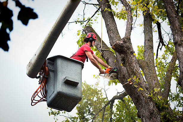 Leaf Removal Services